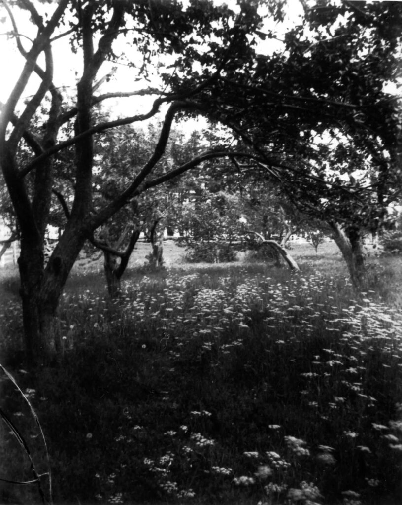 black and white photo of two spaced rows of gnarled apple trees, wildflowers blooming beneath