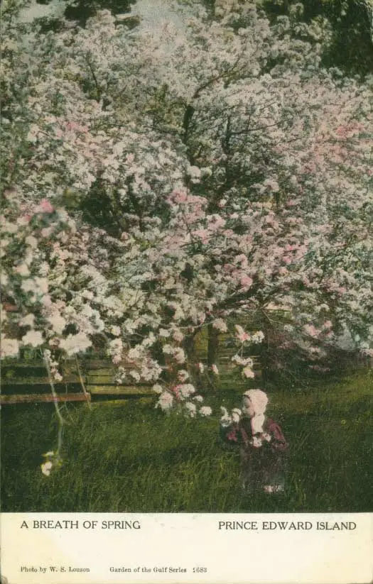 Recto d'une carte souvenir, timbrée par la poste en octobre 1906. Le recto montre une image colorée au pastel d'un enfant près d'un arbre en fleurs.