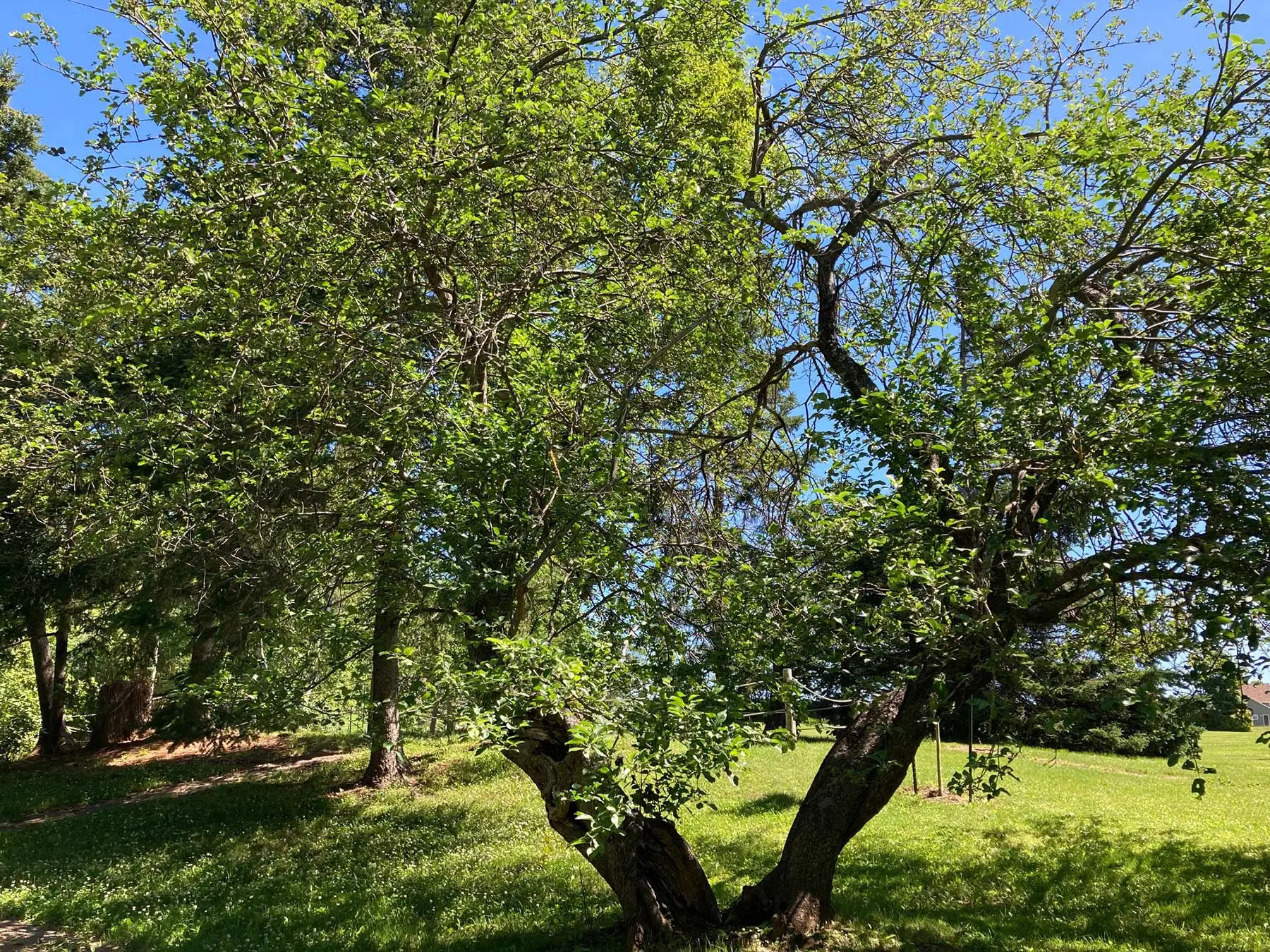 photo of a two-trunked apple tree, leafed out in in green and surrounded by grass, a rope fence in the background guards the edge of a stone foundation.