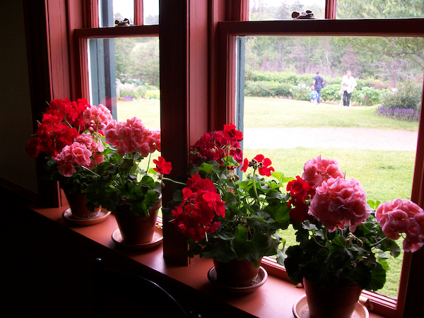 potted geraniums sit in the sill of a long window looking out at a green lawn and gardens