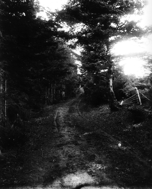 black and white photo of a dirt lane leading off into thick trees