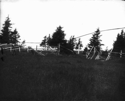 photo en noir et blanc d’un entrecroisement de clôtures dans un champ avec seulement des conifères