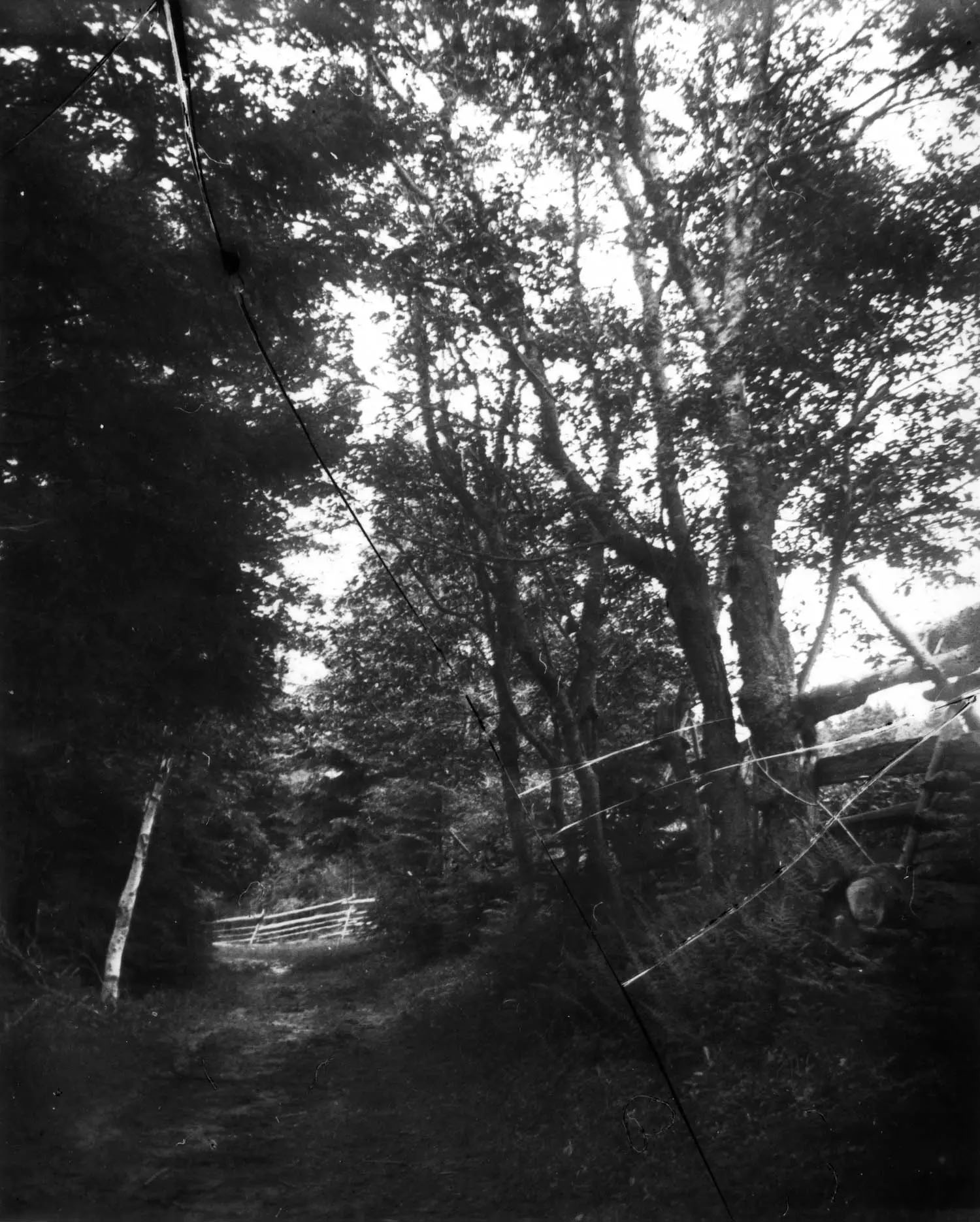Photographie en noir et blanc d’un chemin boisé qui s’incurve vers la gauche.
