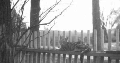 Un chat rayé, accroupi sur une clôture de bois qui regarde l’appareil photo.