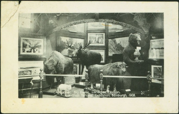 photo of a display of various taxidermied wildlife and framed images