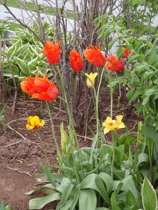 six red tulips in a tilled garden bed